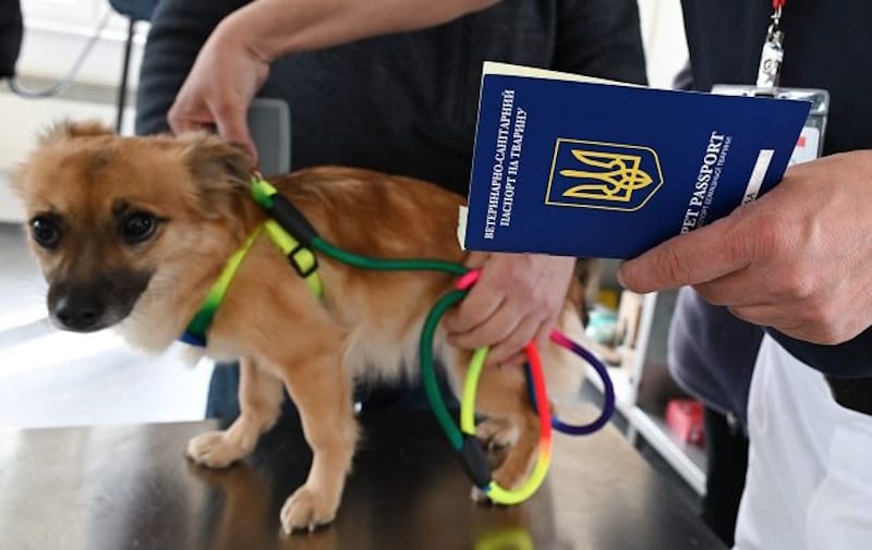 паспорт для тварин