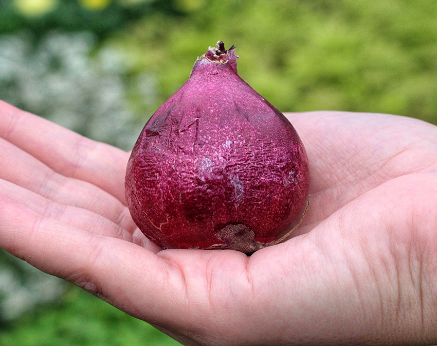 гіацинт купити цибулини